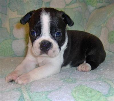 Boston Terrier Puppies for Sale